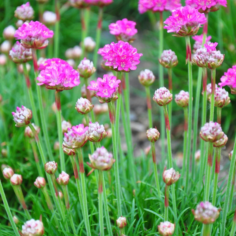 6x Armeria m. 'Splendens' - Grasnelke ↕10-25cm - Ø9cm