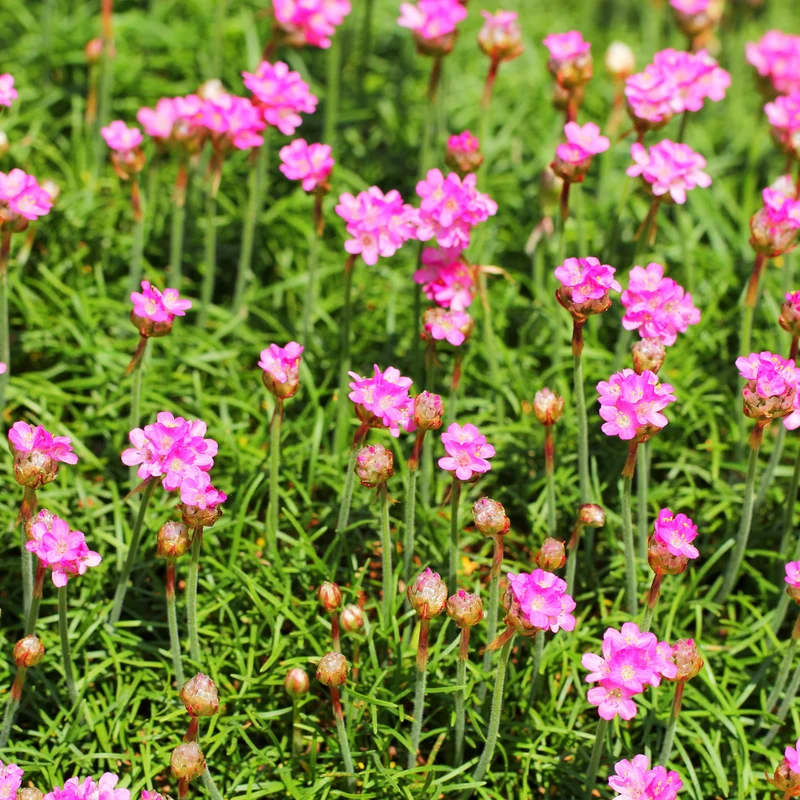 6x Armeria m. 'Splendens' - Grasnelke ↕10-25cm - Ø9cm
