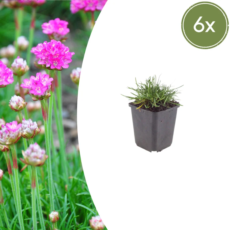 6x Armeria m. 'Splendens' - Grasnelke ↕10-25cm - Ø9cm