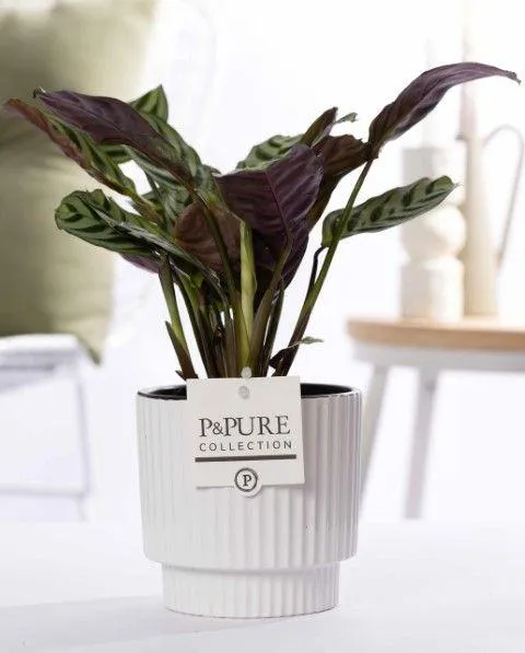 Ctenanthe Burle Marxii in P&PURE Ivy Ceramics Shiny White - Ø 12 cm - Höhe 25 cm