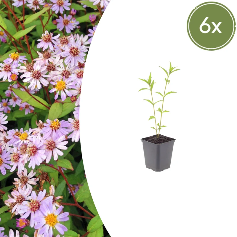 6x Kalimeris incisa 'Blue Star' - Schönaster ↕10-25cm - Ø9cm