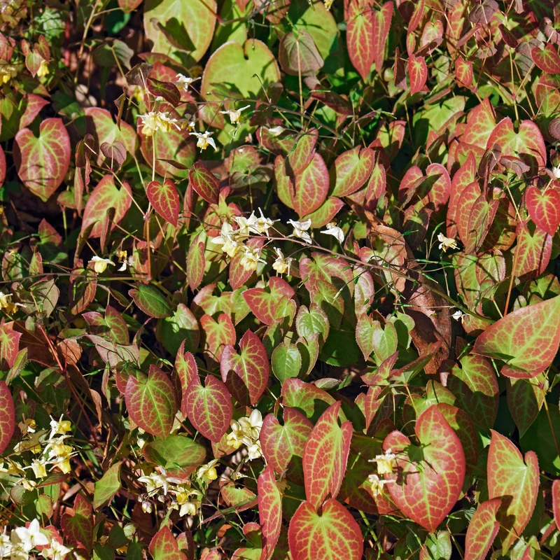 6x Elfenblume 'Niveum' kaufen – Epimedium youngianum | Weiße Blüte, für Schatten