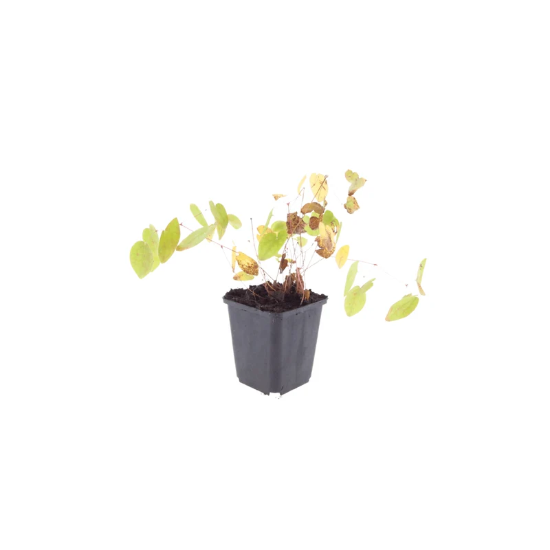 6x Elfenblume 'Niveum' kaufen – Epimedium youngianum | Weiße Blüte, für Schatten