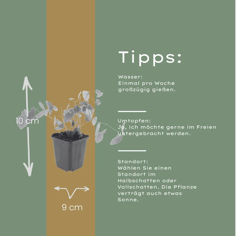 6x Elfenblume 'Niveum' kaufen – Epimedium youngianum | Weiße Blüte, für Schatten