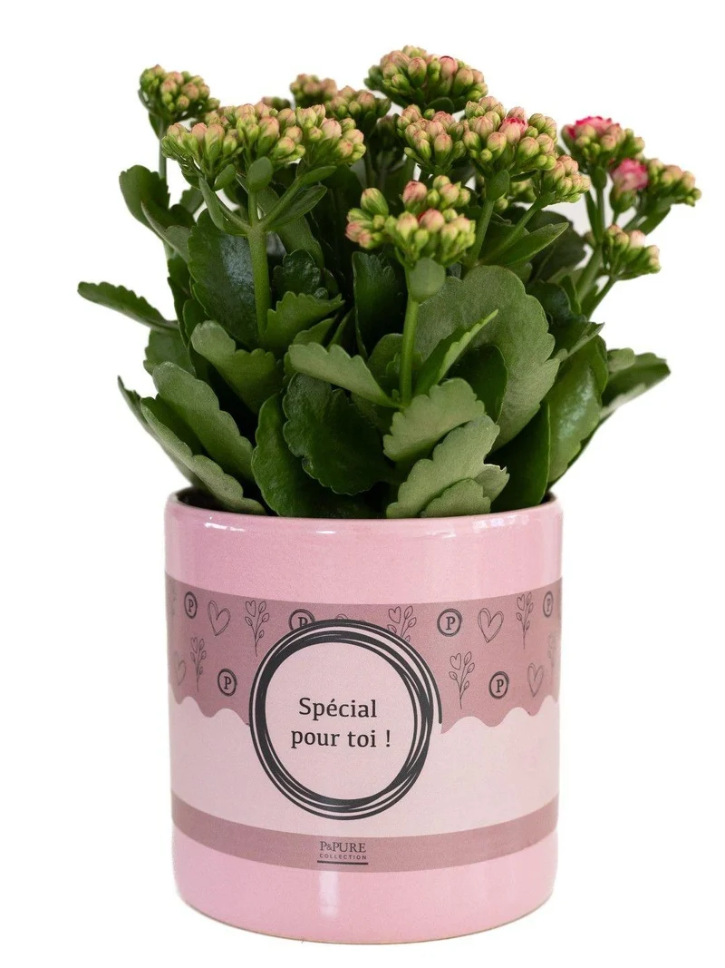 Kalanchoe Pink in P&PURE "Special Pour Toi"-Verpackung - Ø12cm - ↕27cm