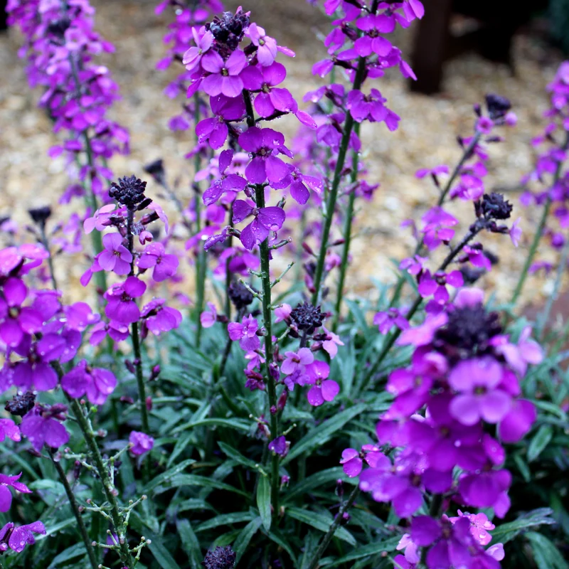 6x Goldlack 'Bowles' Mauve' kaufen – Erysimum | Dauerblüher April–Oktober, immergrün