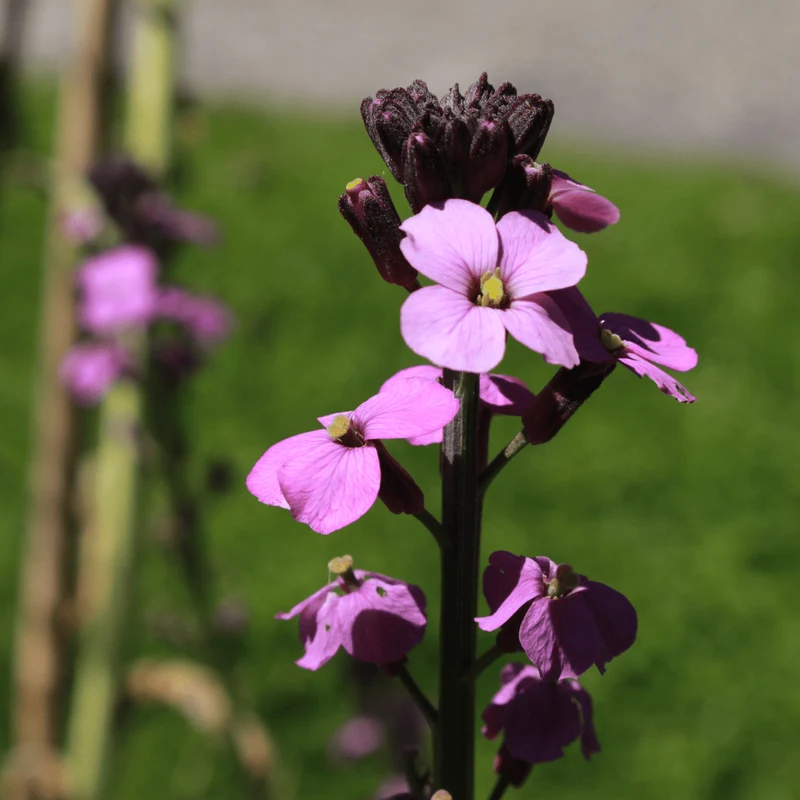 6x Goldlack 'Bowles' Mauve' kaufen – Erysimum | Dauerblüher April–Oktober, immergrün