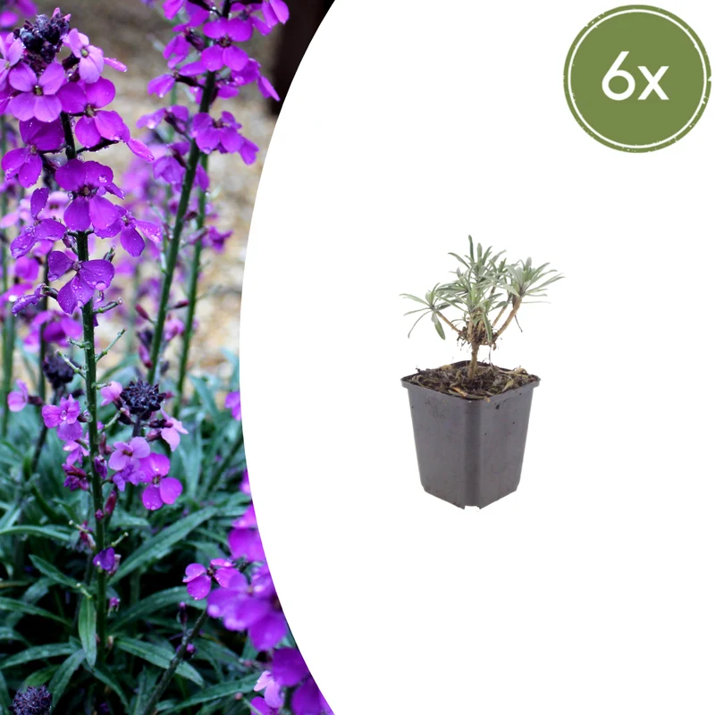6x Goldlack 'Bowles' Mauve' kaufen – Erysimum | Dauerblüher April–Oktober, immergrün
