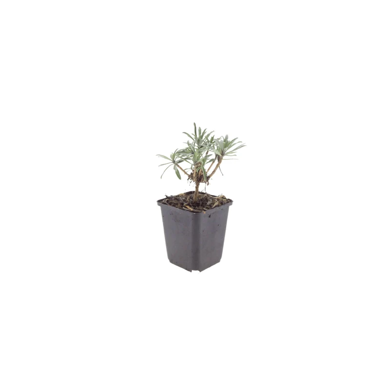 6x Goldlack 'Bowles' Mauve' kaufen – Erysimum | Dauerblüher April–Oktober, immergrün