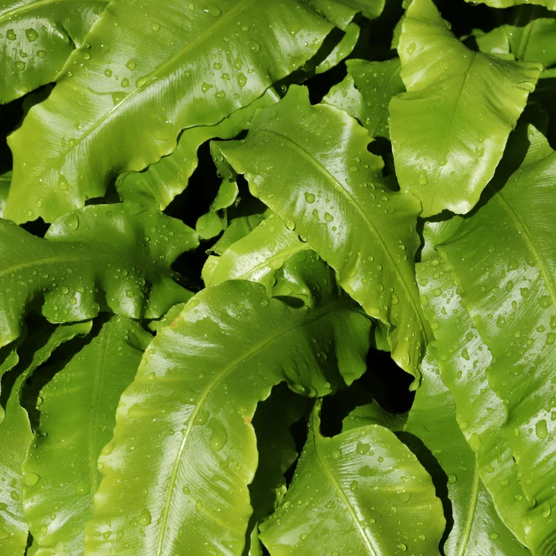 6er-Set Hirschzungenfarn (Asplenium scolopendrium) – Schatten-Farn mit glänzenden, zungenförmigen Wedeln