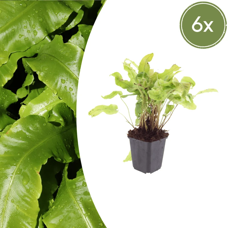 6er-Set Hirschzungenfarn (Asplenium scolopendrium) – Schatten-Farn mit glänzenden, zungenförmigen Wedeln