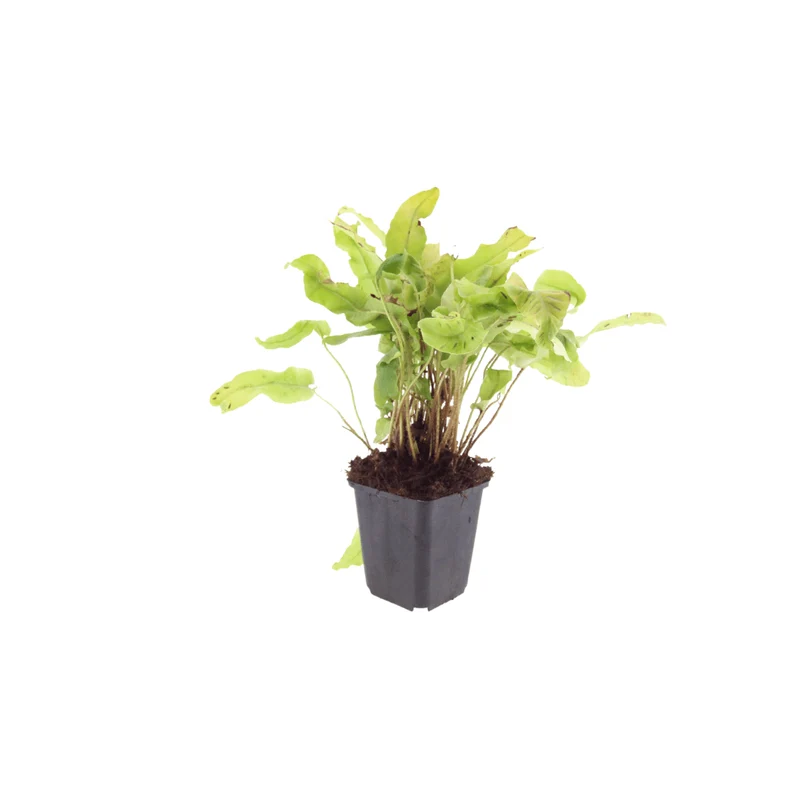 6er-Set Hirschzungenfarn (Asplenium scolopendrium) – Schatten-Farn mit glänzenden, zungenförmigen Wedeln