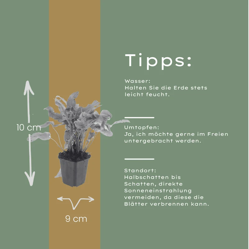 6er-Set Hirschzungenfarn (Asplenium scolopendrium) – Schatten-Farn mit glänzenden, zungenförmigen Wedeln