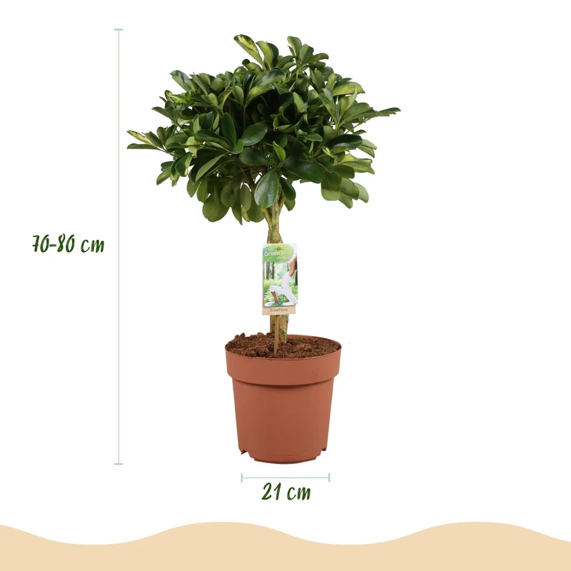 Schefflera Gold Capelle - Fingerbaum mit Potter Topf Weiß oder Grau Höhe 70-81cm
