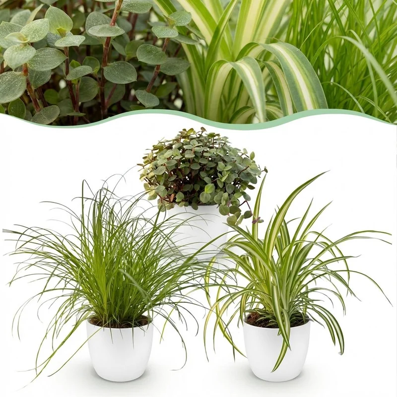 Mix aus 3 Zimmerpflanzen - Cyperus - Calissia - Chlorophytum - 3 Pflanzen mit Potter Topf Weiß, Grau oder Korb - Höhe 20cm