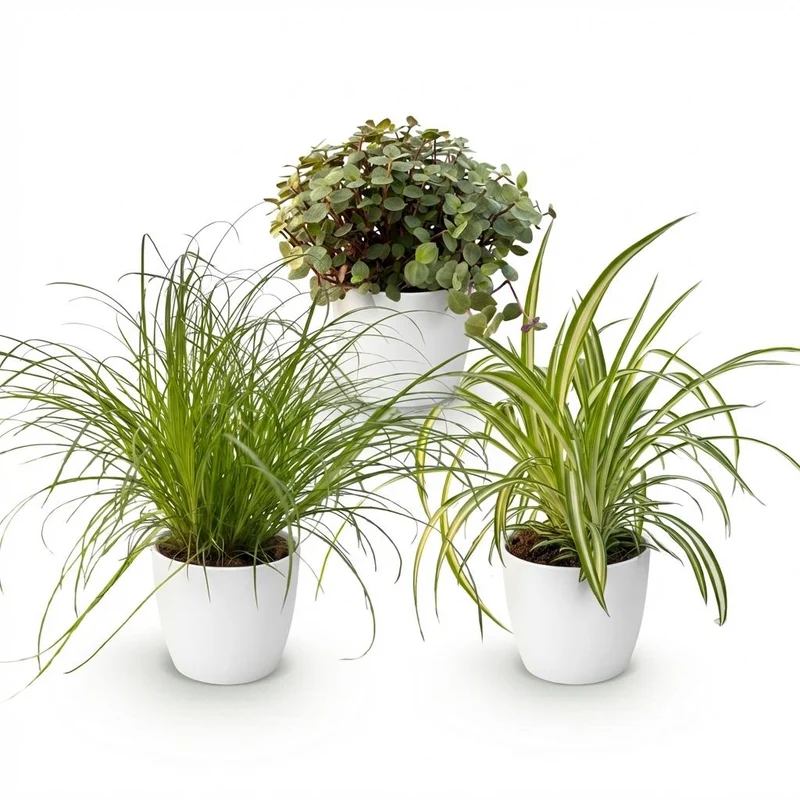 Mix aus 3 Zimmerpflanzen - Cyperus - Calissia - Chlorophytum - 3 Pflanzen mit Potter Topf Weiß, Grau oder Korb - Höhe 20cm