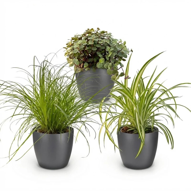 Mix aus 3 Zimmerpflanzen - Cyperus - Calissia - Chlorophytum - 3 Pflanzen mit Potter Topf Weiß, Grau oder Korb - Höhe 20cm