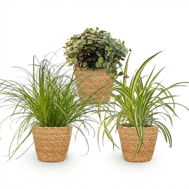 Mix aus 3 Zimmerpflanzen - Cyperus - Calissia - Chlorophytum - 3 Pflanzen mit Potter Topf Weiß, Grau oder Korb - Höhe 20cm