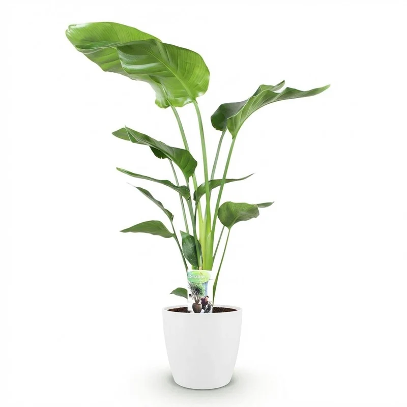 Strelitzia Nicolai - Paradiesvogelblume 1 Pflanze mit Potter Topf Weiß oder Grau Höhe 110-120cm