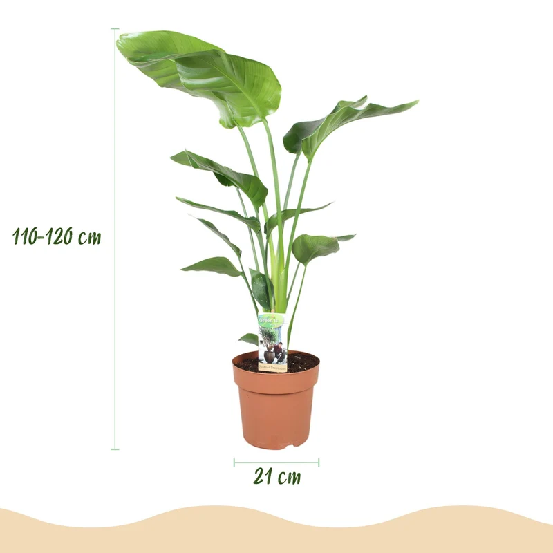 Strelitzia Nicolai - Paradiesvogelblume 1 Pflanze mit Potter Topf Weiß oder Grau Höhe 110-120cm