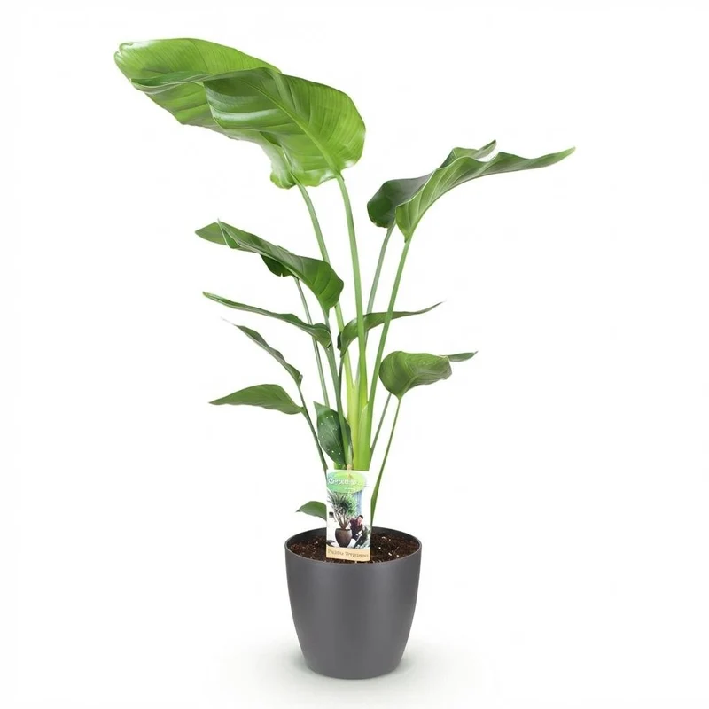 Strelitzia Nicolai - Paradiesvogelblume 1 Pflanze mit Potter Topf Weiß oder Grau Höhe 110-120cm