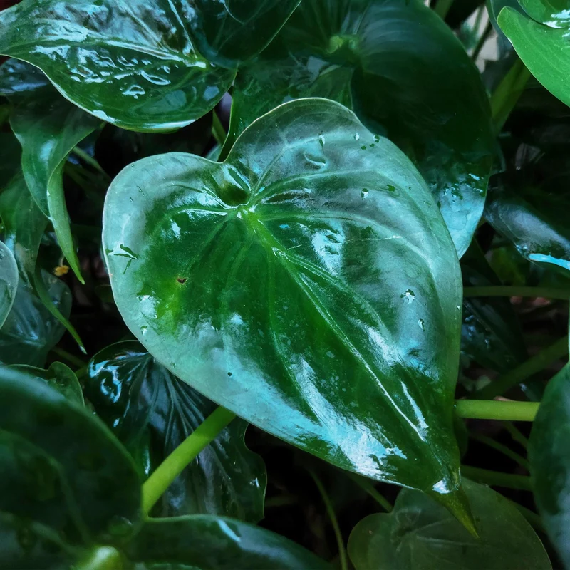 Alocasia Cucullata - Buddha-Hand - 1 Pflanze mit Topf Potter Weiß, Grau Höhe 65-70cm