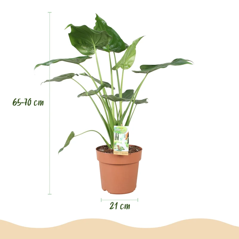Alocasia Cucullata - Buddha-Hand - 1 Pflanze mit Topf Potter Weiß, Grau Höhe 65-70cm