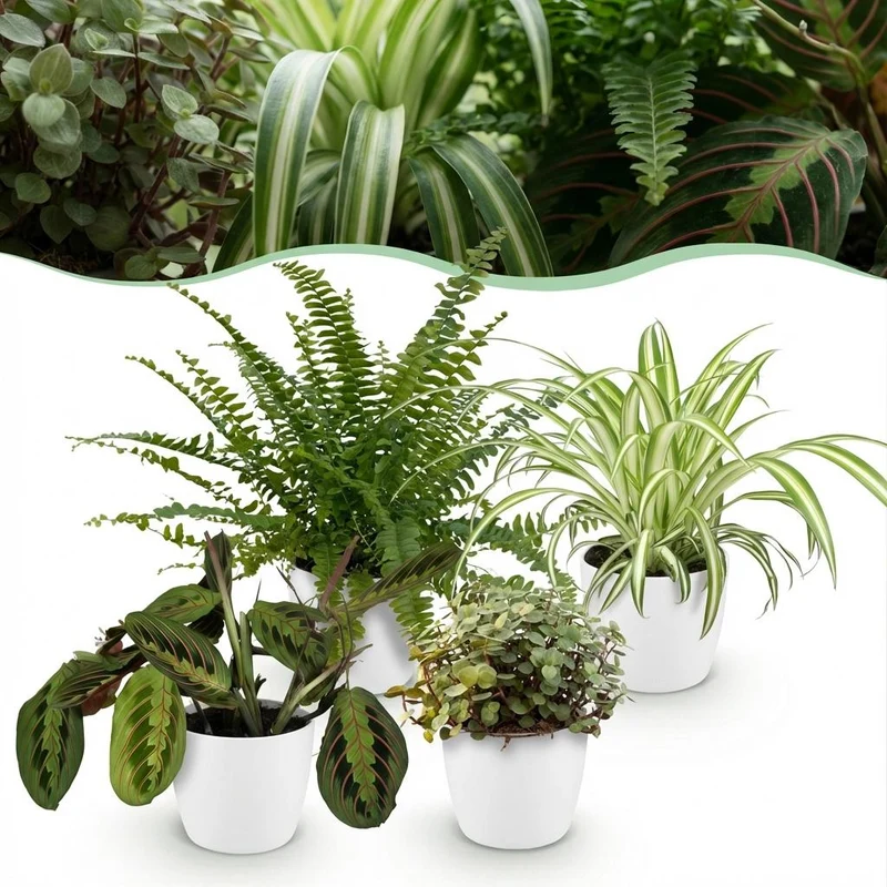 Mix aus 4 Zimmerpflanzen - Chlorophytum - Maranta - Calissia - Nephrolepsis - mit Potter Weiß, Grau oder Korb - Höhe 25cm