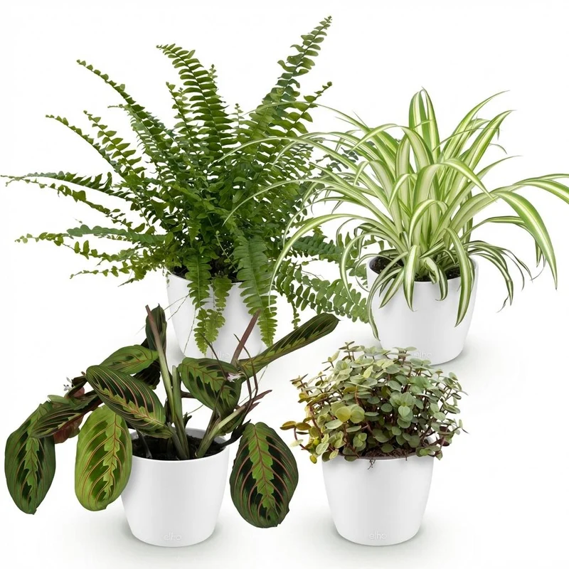 Mix aus 4 Zimmerpflanzen - Chlorophytum - Maranta - Calissia - Nephrolepsis - mit Potter Weiß, Grau oder Korb - Höhe 25cm