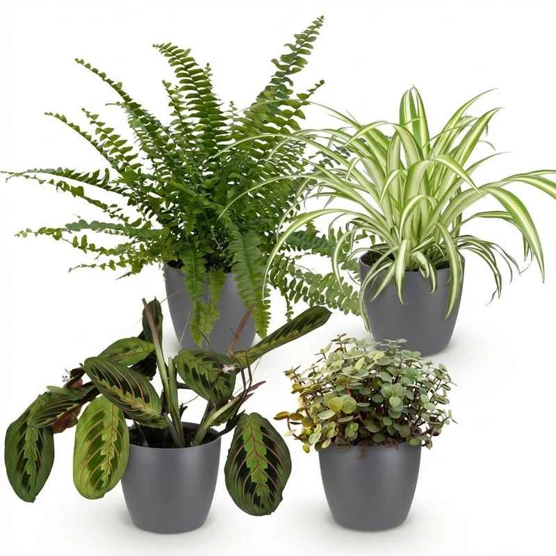 Mix aus 4 Zimmerpflanzen - Chlorophytum - Maranta - Calissia - Nephrolepsis - mit Potter Weiß, Grau oder Korb - Höhe 25cm