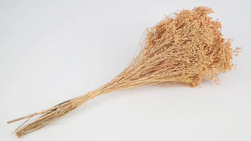 Broom Bloom getrocknet - 1 Strauß - Pfirsich