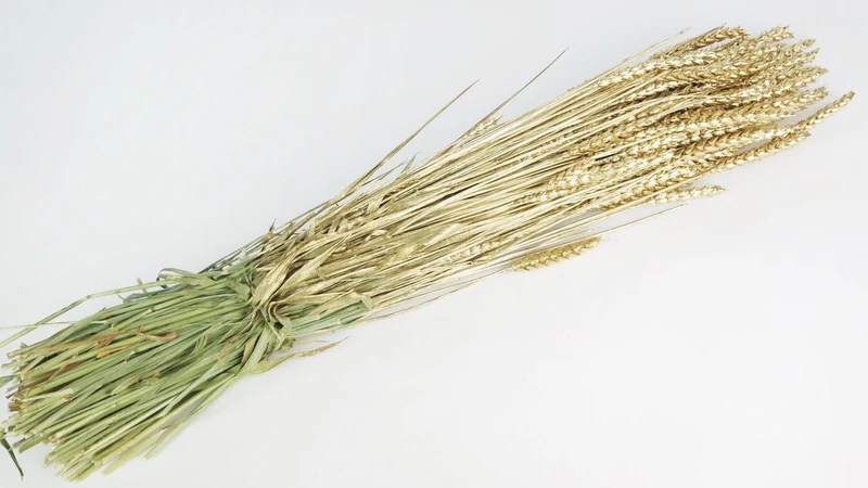 Weizen getrocknet - 1 Bund - Gold
