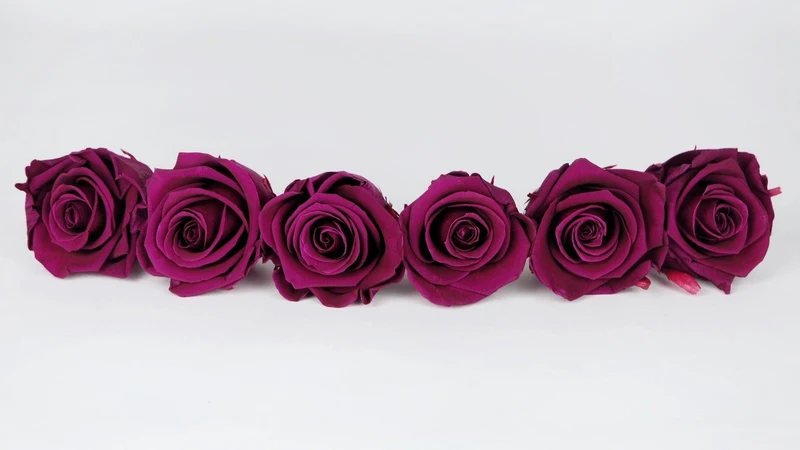 Stabilisierte Rosen Kiara 6 cm - 6 Stück - Velvet plum