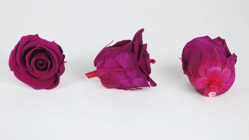 Stabilisierte Rosen Kiara 6 cm - 6 Stück - Velvet plum