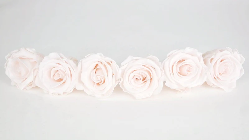 Stabilisierte Rosen Kiara 6 cm - 6 Stück - Pink blush
