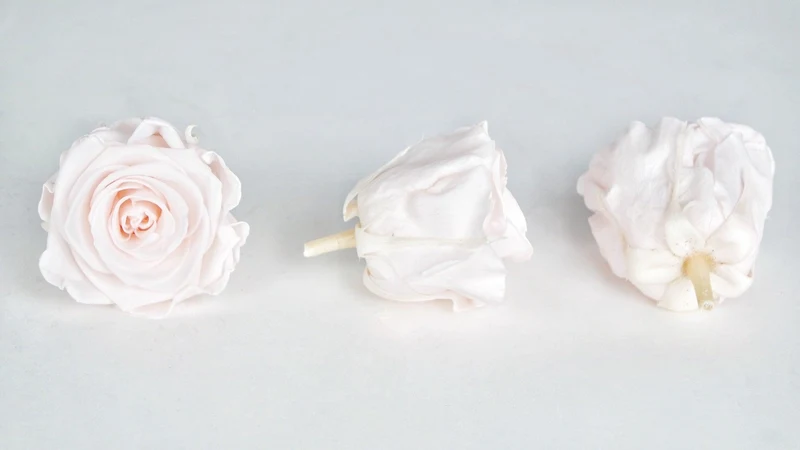 Stabilisierte Rosen Kiara 6 cm - 6 Stück - Pink blush