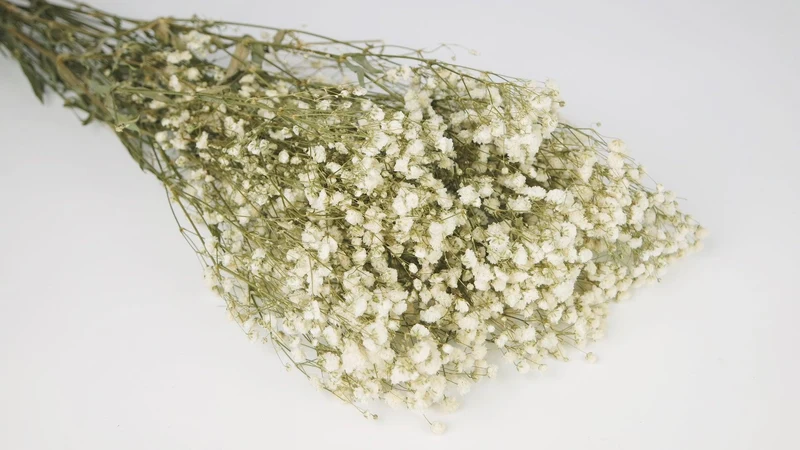 Konserviertes Schleierkraut - 1 Bund - Naturfarbe