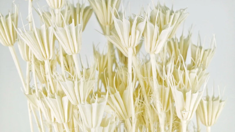 Nigella orientalis - 1 Bund - Gebleicht