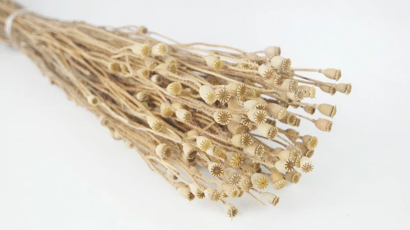 Mohnkapseln mini getrocknet - 1 Strauß - Naturfarbe