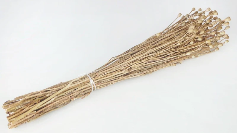 Mohnkapseln mini getrocknet - 1 Strauß - Naturfarbe