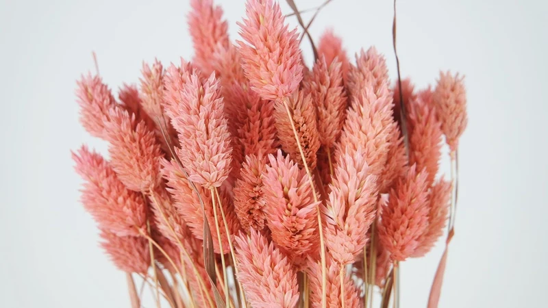 Phalaris getrocknet - 1 Bund - Vintage rosa