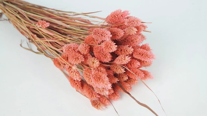 Phalaris getrocknet - 1 Bund - Vintage rosa
