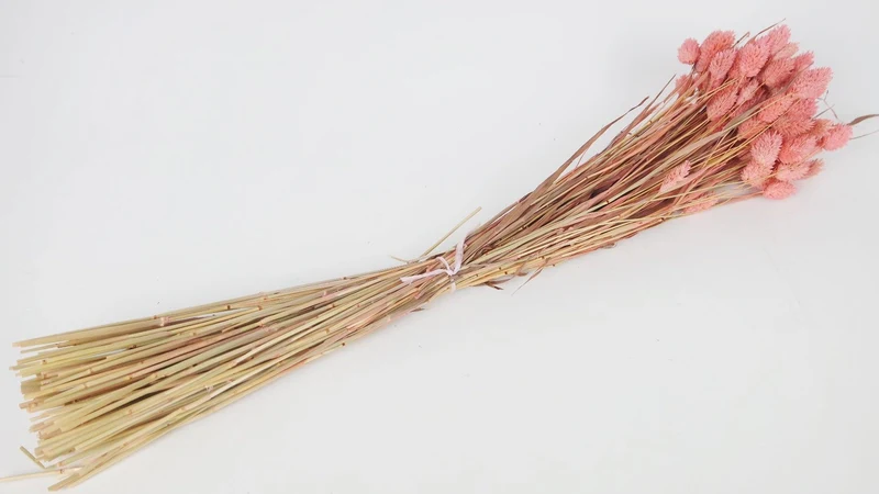 Phalaris getrocknet - 1 Bund - Vintage rosa