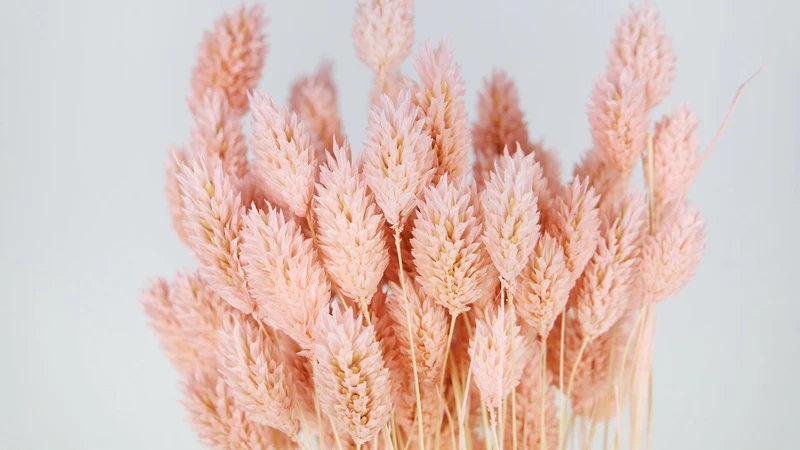 Phalaris getrocknet - 1 Bund - Porcelain pink