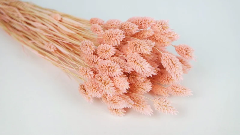 Phalaris getrocknet - 1 Bund - Porcelain pink