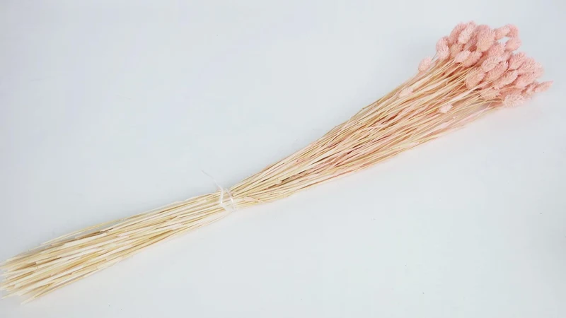 Phalaris getrocknet - 1 Bund - Porcelain pink