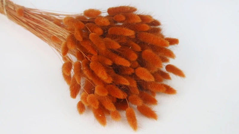 Lagurus - 1 Bund - Terracotta