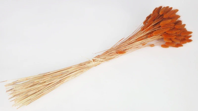 Lagurus - 1 Bund - Terracotta