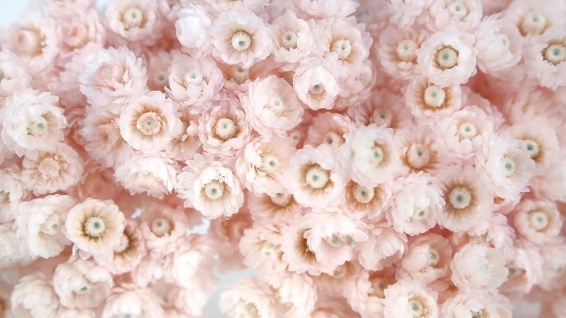 Italienische Strohblumen - 1 Strauß - Porcelain pink