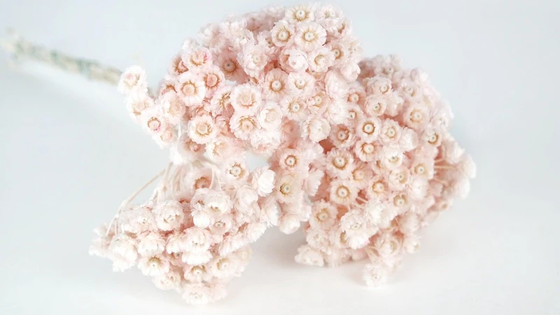 Italienische Strohblumen - 1 Strauß - Porcelain pink